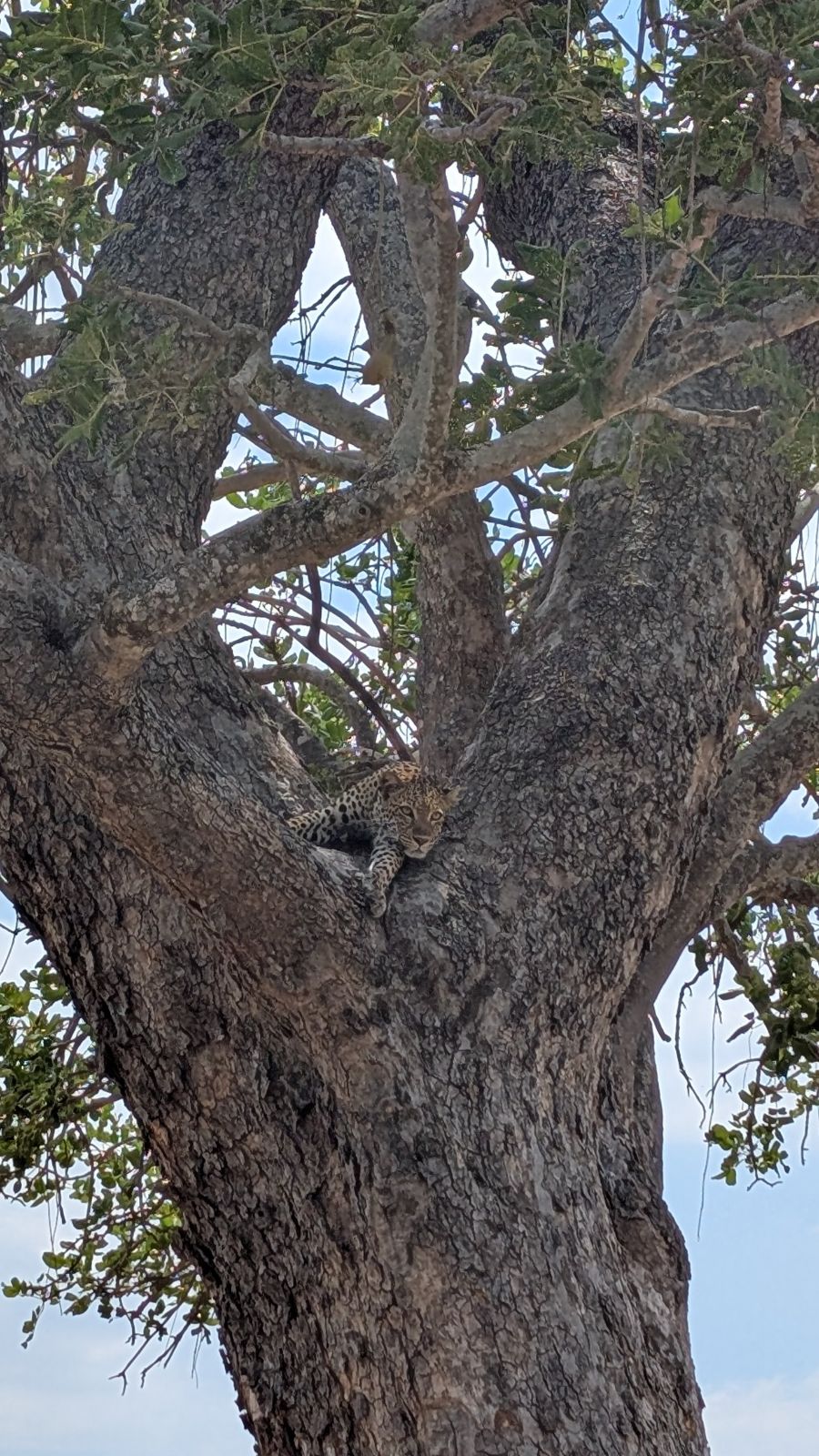 Leopard na strome