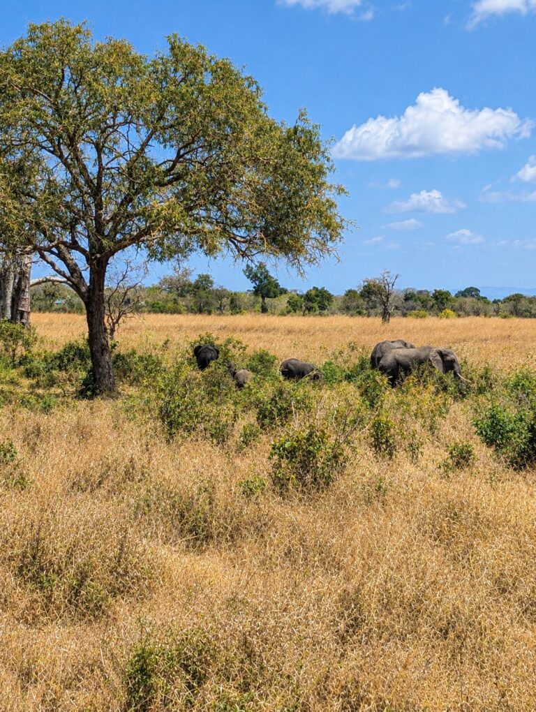 7 dní safari v Tanzánii: s cestovkou za štyri litre, alebo na vlastnú päsť za dva?